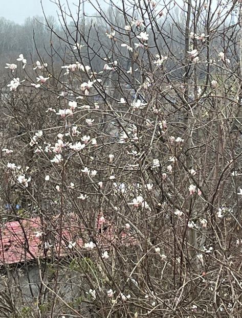 243DD804-5BF0-403C-BB76-12F379A34836 - Arbuști 2021-2023