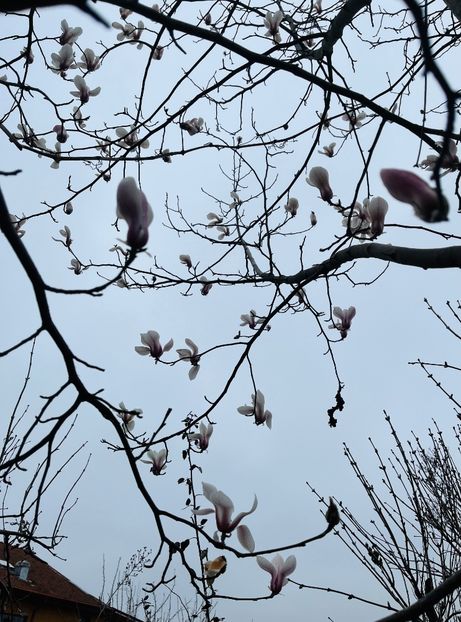 953B5539-6DE0-43EF-8B1F-63D94150219A - Arbuști 2021-2023