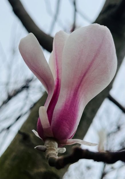 A56188A0-3FC6-4360-BA55-1484EF332D96 - Arbuști 2021-2023