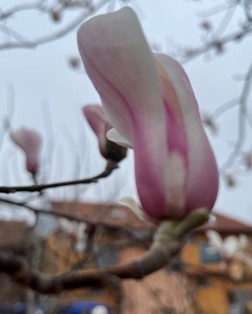 439A7C6A-613E-4690-9F85-439749B4CFAC - Arbuști 2021-2023