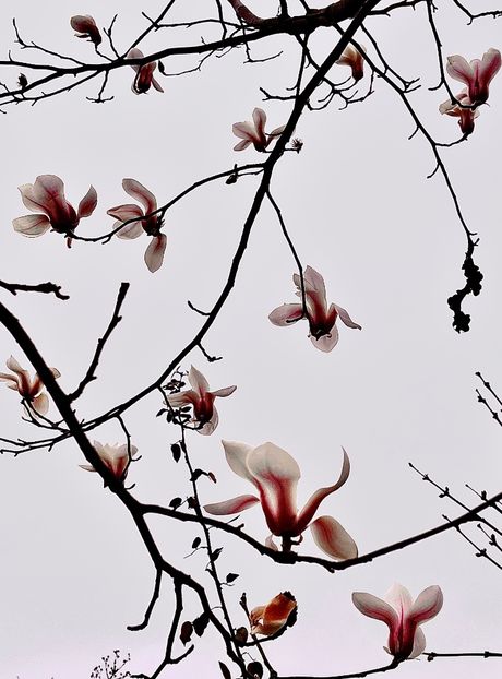 95148CD5-FF54-4CC7-AB29-26ED7043FBE8 - Arbuști 2021-2023