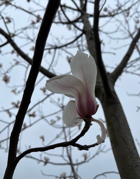 A4CA1DDC-5857-421F-9300-8ED399081DC0 - Arbuști 2021-2023