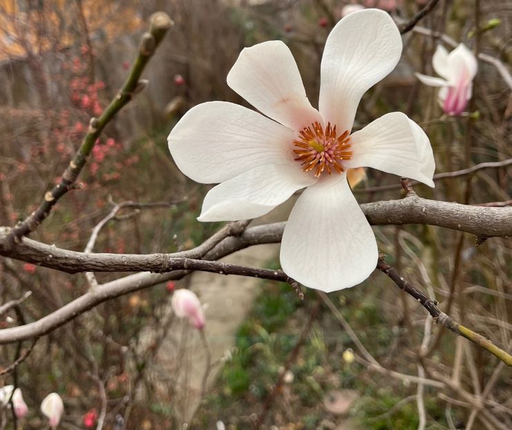 F93AEA9E-89D8-4F3A-A334-D794111B7E52 - Arbuști 2021-2023