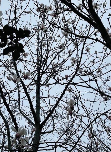 F4786AF2-0FA4-412F-A20A-7F7A172D042D - Arbuști 2021-2023