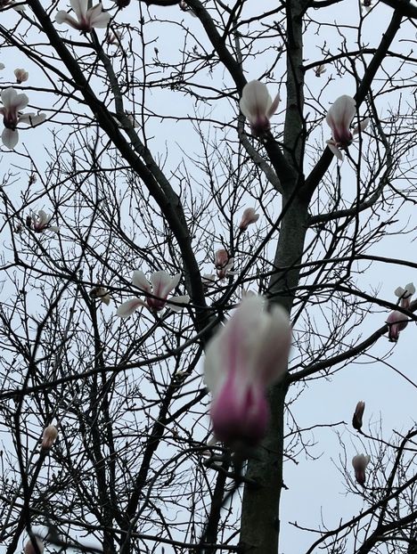 1BD9EC9A-D6F1-441A-8DD2-76F93C886E2B - Arbuști 2021-2023