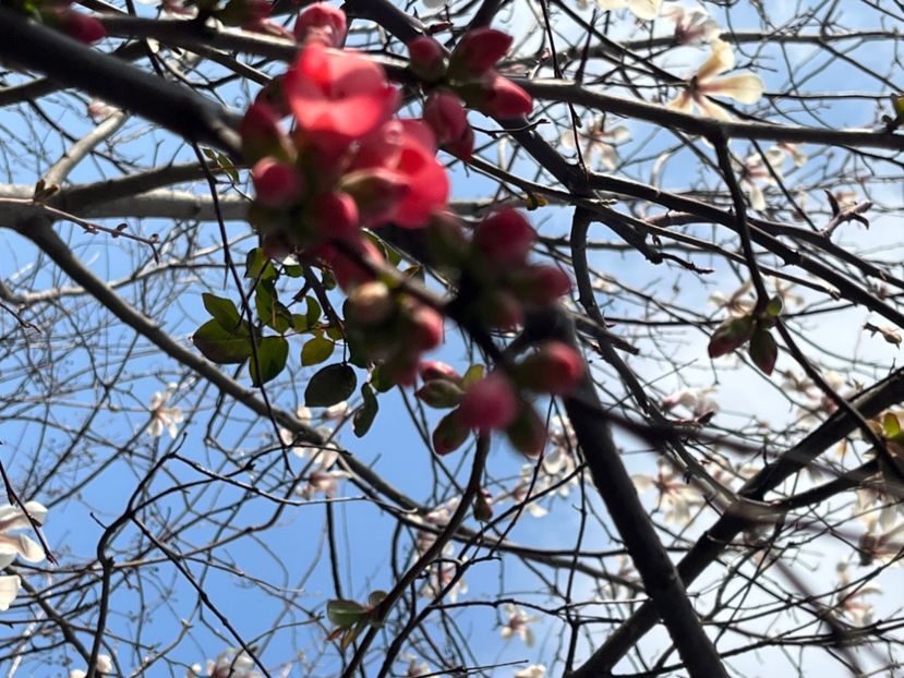 8D1EF8F8-9D9C-486F-B12C-3C88D41BD30D - Arbuști 2021-2023