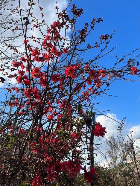 EFC07BAB-26B5-4AF3-B6CC-A4B60D78F259 - Arbuști 2021-2023