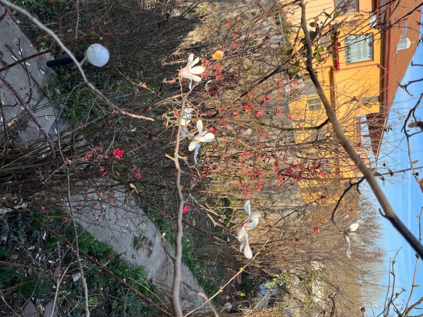 184A4572-280E-4378-9AAD-CEB4D18E5C7E - Arbuști 2021-2023