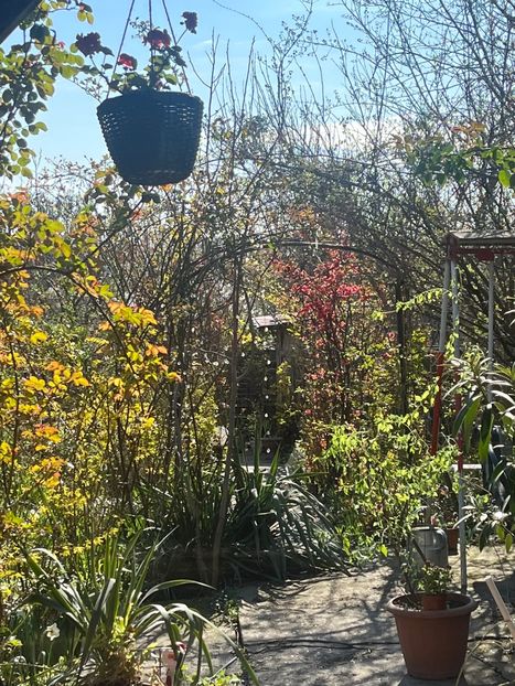 1CBB5B4C-7B1C-4458-8972-BDB1CBA19A72 - Arbuști 2021-2023