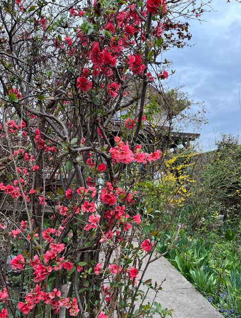 92C8E4C1-FED9-45D5-9D05-E165DC58A4F5 - Arbuști 2021-2023