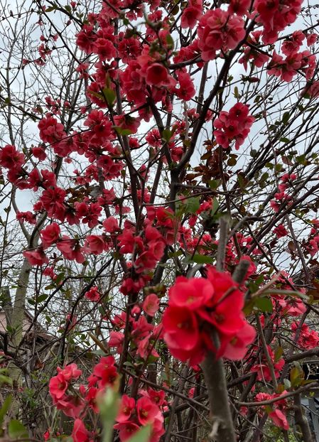 1C7A67DB-87CA-4B67-883D-4586449C7461 - Arbuști 2021-2023