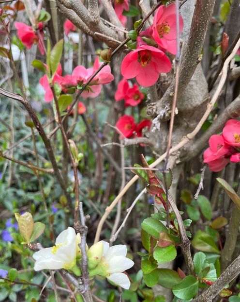 2397997B-E442-4FE9-9D81-646FB7113966 - Arbuști 2021-2023