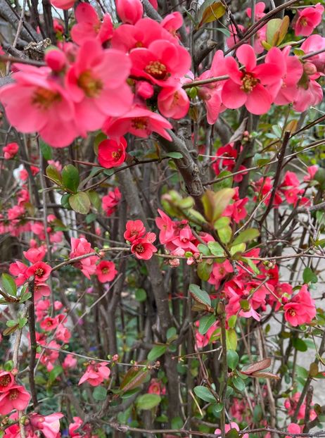 7F4861B0-2D63-41F8-934E-1D52F64A4148 - Arbuști 2021-2023