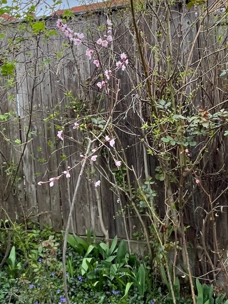 FE3A34AE-B3C5-43FC-B4F1-D5EF4B14B8E4 - Arbuști 2021-2023