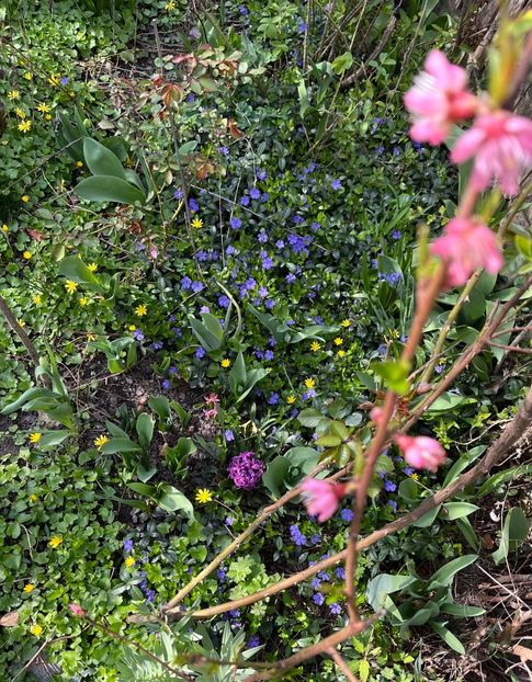 D8C0AD77-C427-4443-8E55-6F733DB04DB1 - Arbuști 2021-2023