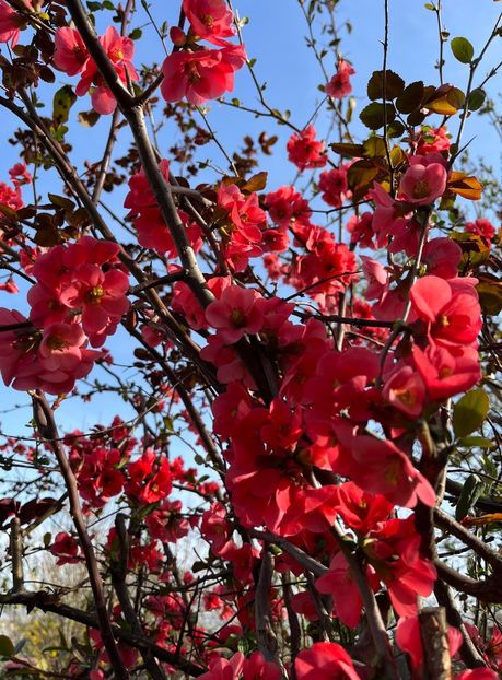 DDD7BE02-2F55-43EC-8FF4-2214D1B64ABA - Arbuști 2021-2023