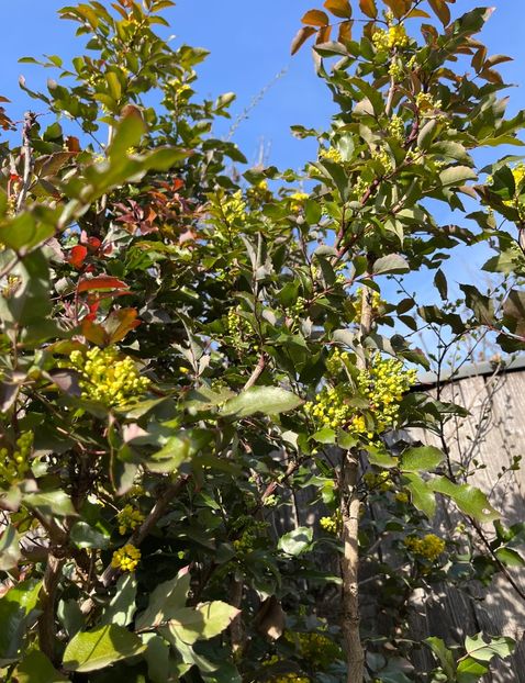 B5B511C7-9DEA-4B28-BA1C-D154DCA7221C - Arbuști 2021-2023