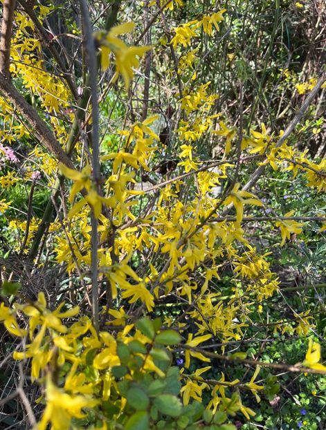 360596B1-3CBE-420B-856A-4B6F3E1EFC2E - Arbuști 2021-2023