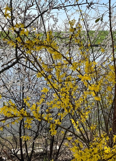 A4BD6476-2989-4D9A-A2F9-F397200D63DE - Arbuști 2021-2023