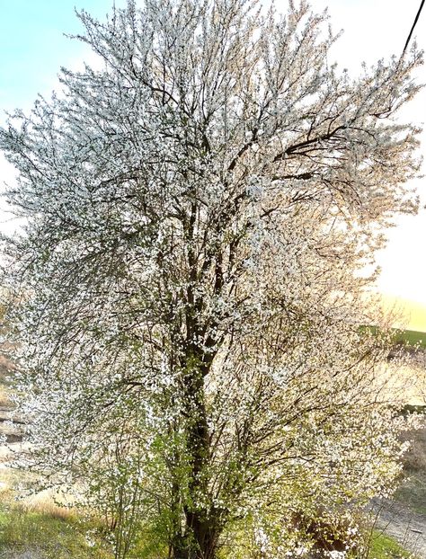 F3375A90-C9CE-4AFB-9313-B54B23593FB0 - Arbuști 2021-2023