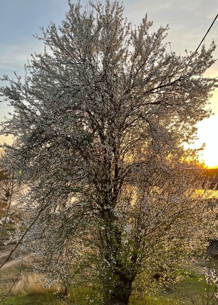 7AABE2F4-367A-42C1-A7A3-CECE7573F105 - Arbuști 2021-2023