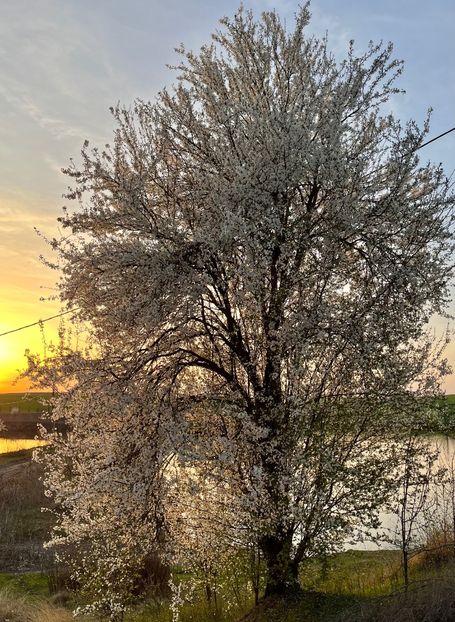 F8C9A61D-2D6F-405A-ABAD-FD9F3C9E4687 - Arbuști 2021-2023