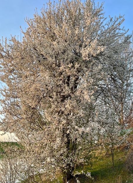 9B53A91D-4264-488E-927C-AA4B5F321B1B - Arbuști 2021-2023