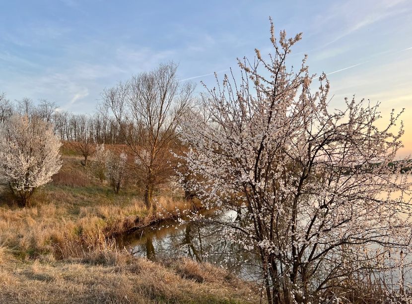 5D6FF3BE-CFF9-4FC9-9C7B-99D145D4169E - Arbuști 2021-2023