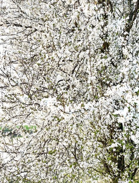 D0D1DE60-6B3F-48A6-85A6-F0B056F95537 - Arbuști 2021-2023