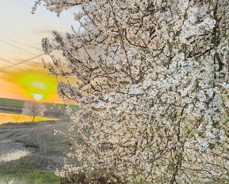 3D998330-9BF8-480D-822E-C52CC49B2845 - Arbuști 2021-2023