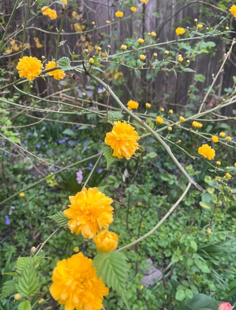 F4F010EB-E95E-48FC-A49E-2E950A258011 - Arbuști 2021-2023