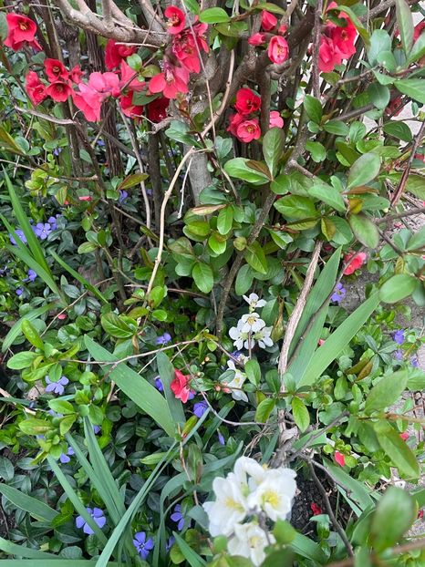 B698C11A-6BDE-415E-BDA7-8EDFAEC74ABE - Arbuști 2021-2023