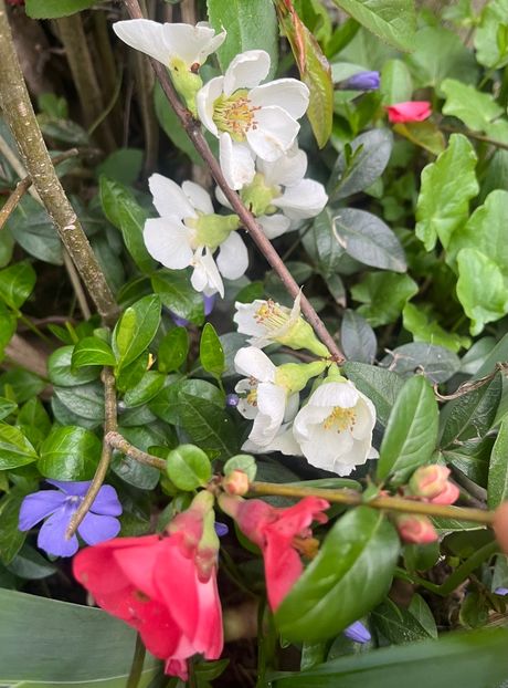 69C924B3-720F-45F7-8BB7-FA8A0EDDE371 - Arbuști 2021-2023