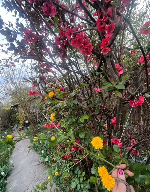 BC7177A1-33DD-4D2D-95F1-9BA28C5506EC - Arbuști 2021-2023