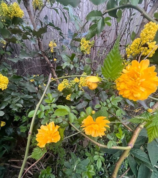 34672981-111A-4DC1-9E50-899CCF3AFAC4 - Arbuști 2021-2023