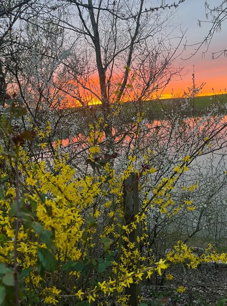 A98859B0-E9F1-4B48-8619-00174FA61BE1 - Arbuști 2021-2023