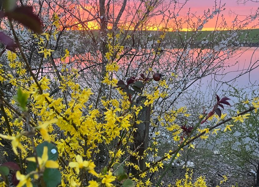 E26A9D97-9501-4776-938C-263CB5ED90BB - Arbuști 2021-2023