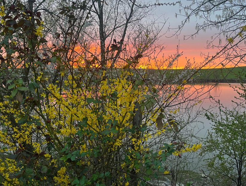 309873F0-6822-4C3A-91CB-4A8BB8C1EFCC - Arbuști 2021-2023