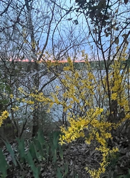 1C3C7C6A-56AE-475D-B0A3-9B9D6880500A - Arbuști 2021-2023