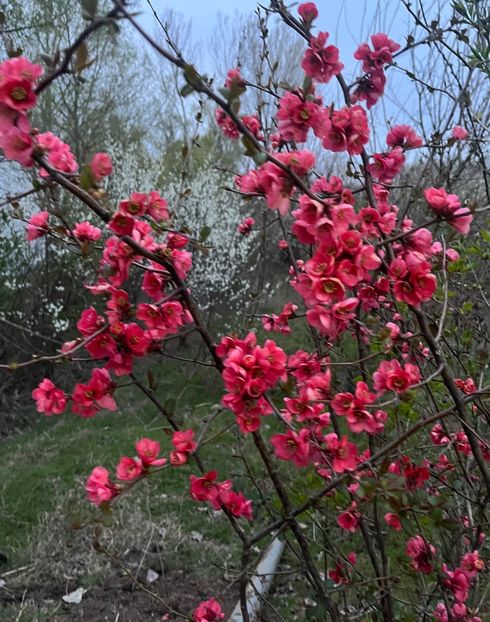 2A0B4F9D-4FE0-4C28-9480-4C03038B7CC3 - Arbuști 2021-2023