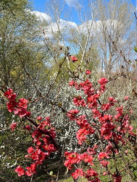 CABB7A54-D550-4897-99AC-6FC7BEF451A2 - Arbuști 2021-2023