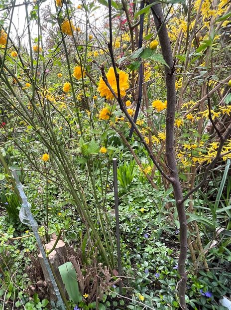 491CB177-C017-453E-BE53-6051DE35ED44 - Arbuști 2021-2023