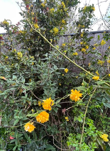 FC191B72-E497-4EAC-9A3D-8828373379C8 - Arbuști 2021-2023