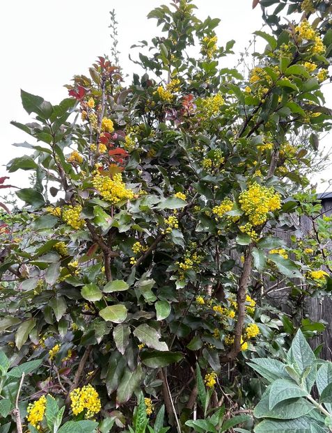 29155BEF-4A82-44D3-AB89-3A1F5FBF29EB - Arbuști 2021-2023