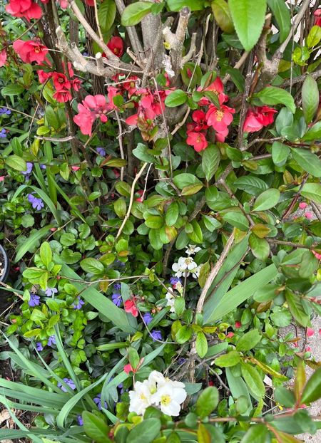 E47973D6-9CF5-494B-9156-0BB782437475 - Arbuști 2021-2023