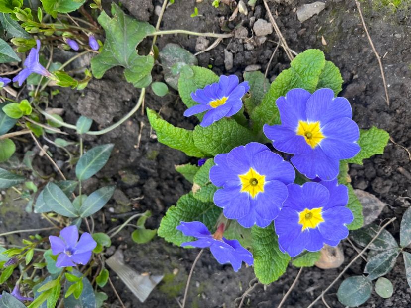 05382A49-D5D4-49CD-BB19-0797EDDAA8BA - Primule 21 22 23 24