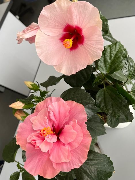 8E1BE846-D4E8-4B81-886D-A0F5C16779EC - Hibiscus