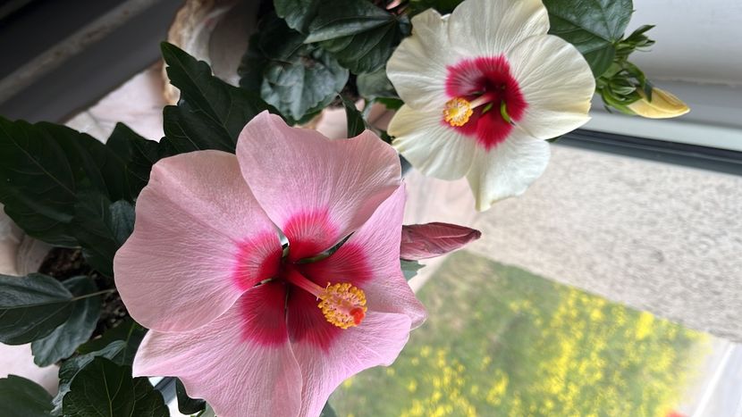 766A2483-5493-4A35-9815-6F7AE2B7F468 - Hibiscus