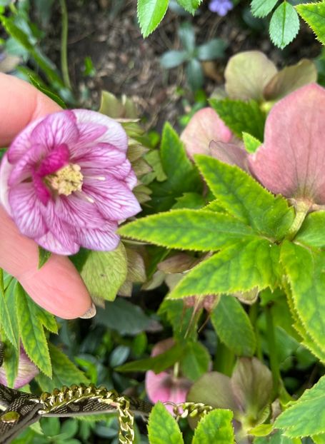 500732A4-C9C2-465D-B8B1-7D93C65FAC85 - Spanz 2017 2023 2024