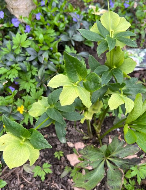 F3470B35-BB3A-4D29-84D4-44D3DAF67914 - Spanz 2017 2023 2024